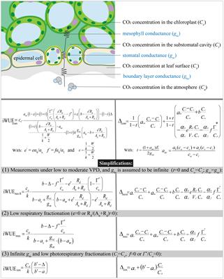 Estimation of intrinsic water-use efficiency from δ13C signature of C3 leaves: Assumptions and uncertainty